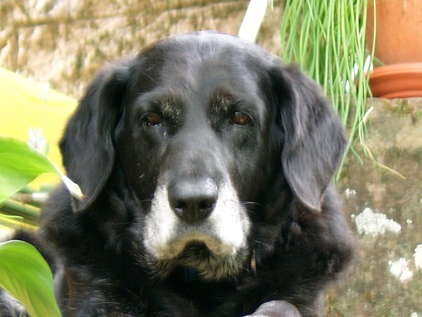 med_Graue Schnauze.jpg (600 x 450)